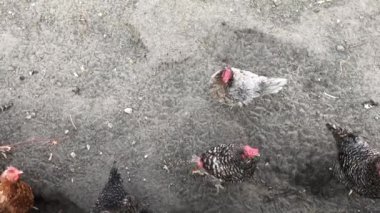 Tavuklar ve horoz yerde yürüyor. Organik çiftlik