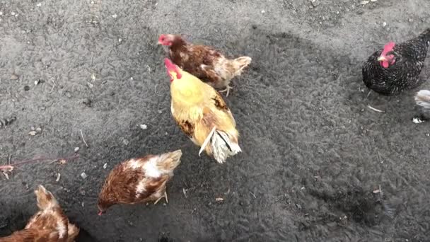 鶏とオンドリが地面を歩いている オーガニックファーム — ストック動画