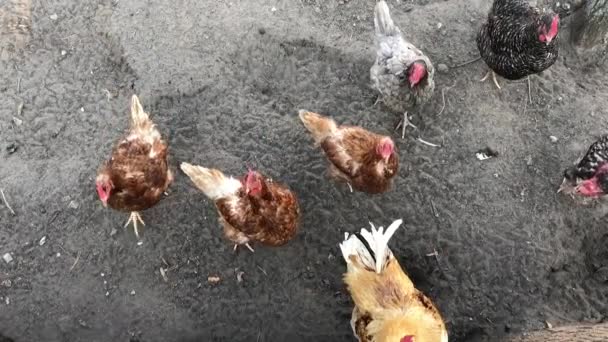 Hühner Und Hähne Auf Dem Boden Biohof — Stockvideo