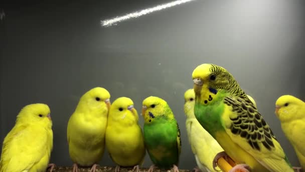 Yellow Parrots Sitting Branch One Row — Stock Video