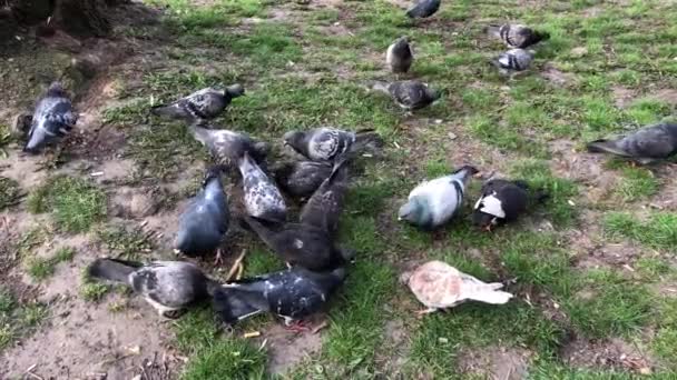 Pigeons Sur Herbe Dans Parc Municipal Recherche Nourriture — Video