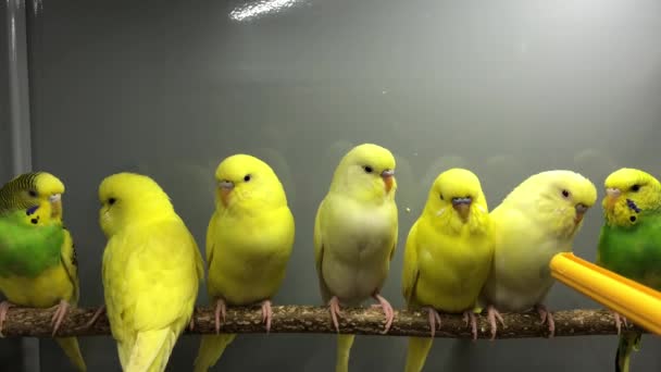 Κίτρινοι Παπαγάλοι Κάθονται Ένα Κλαδί Στη Μία Σειρά — Αρχείο Βίντεο