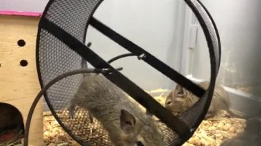 Tekerleğin içinde sincap. Gri sincap direksiyonda koşar. Evcil hayvan dükkanı, hücredeki proteinler.