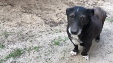 Çarpık pençeli siyah küçük köpek.
