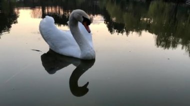 Beyaz kuğular ormandaki bir gölde yüzerler. Güneş ve bulutlar suya yansıyor..