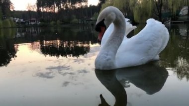 Beyaz kuğular ormandaki bir gölde yüzerler. Güneş ve bulutlar suya yansıyor..