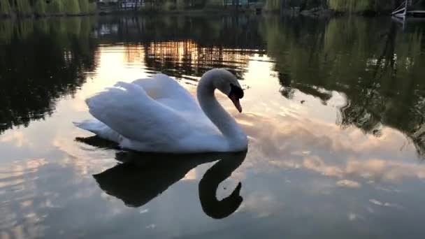 Λευκοί Κύκνοι Κολυμπούν Μια Λίμνη Στο Δάσος Ήλιος Και Σύννεφα — Αρχείο Βίντεο
