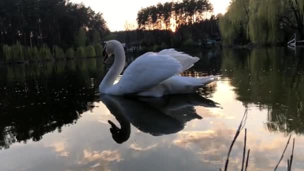 Vita Svanar Simmar Sjö Skogen Solen Och Molnen Reflekteras Vattnet — Stockvideo