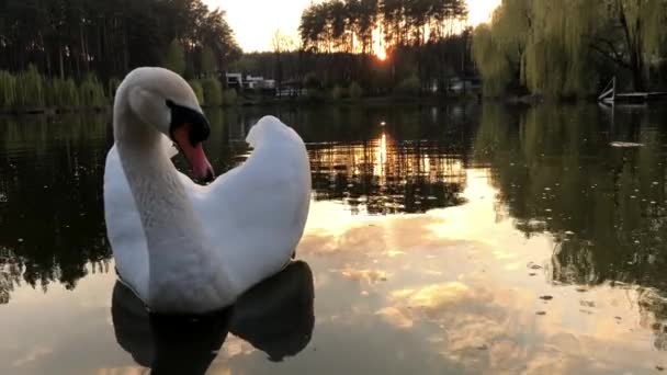 Białe Łabędzie Pływają Jeziorze Lesie Słońce Chmury Odbijają Się Wodzie — Wideo stockowe