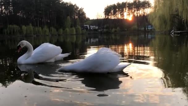 Белые Лебеди Плавают Озере Лесу Солнце Облака Отражаются Воде — стоковое видео