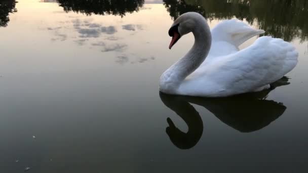 Los Cisnes Blancos Nadan Lago Bosque Sol Las Nubes Reflejan — Vídeo de stock