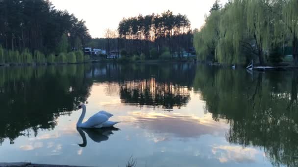 White Swans Swim Lake Forest Sun Clouds Reflected Water — Stock Video