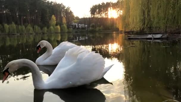 白い白鳥は森の中の湖で泳ぐ 太陽と雲が水面に映る — ストック動画