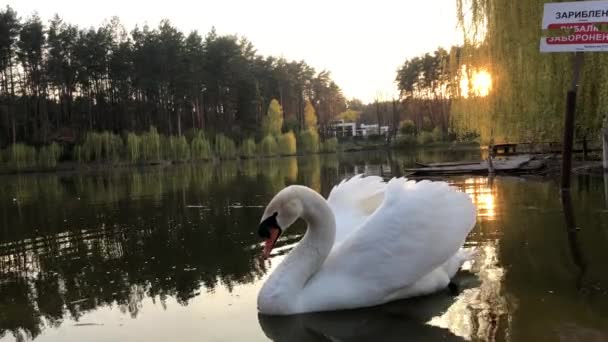 Bílé labutě plavou na jezeře v lese. Slunce a mraky se odrážejí ve vodě.