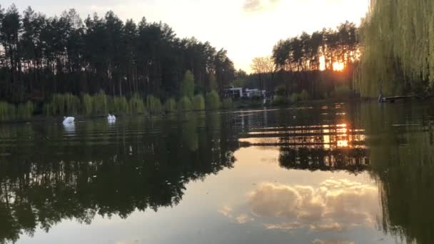 Белые Лебеди Плавают Озере Лесу Солнце Облака Отражаются Воде — стоковое видео