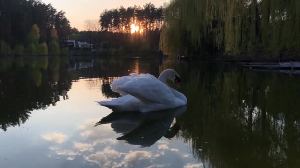 White Swans Swim Lake Forest Sun Clouds Reflected Water — Stock Video