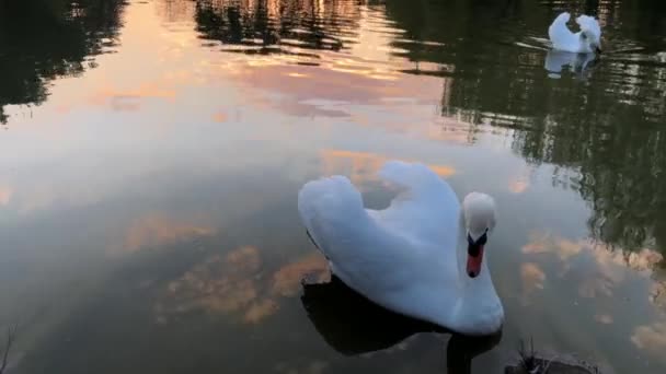 White Swans Swim Lake Forest Sun Clouds Reflected Water — Stock Video