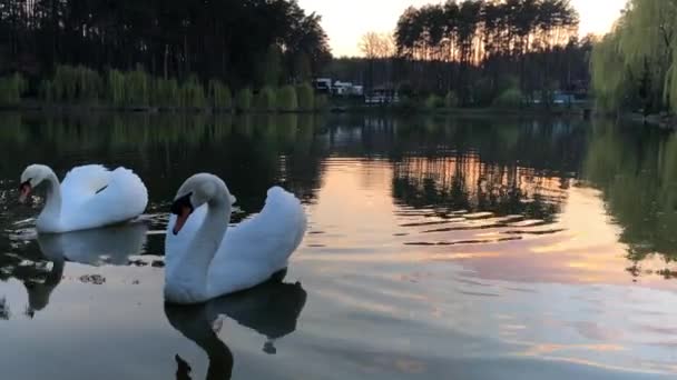 Beyaz Kuğular Ormandaki Bir Gölde Yüzerler Güneş Bulutlar Suya Yansıyor — Stok video