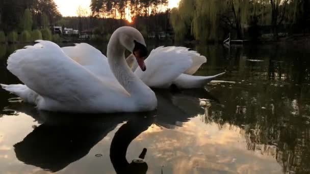 白い白鳥は森の中の湖で泳ぐ 太陽と雲が水面に映る — ストック動画