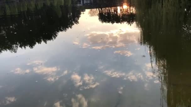 Cisnes Brancos Nadam Lago Floresta Sol Nuvens Refletem Água — Vídeo de Stock