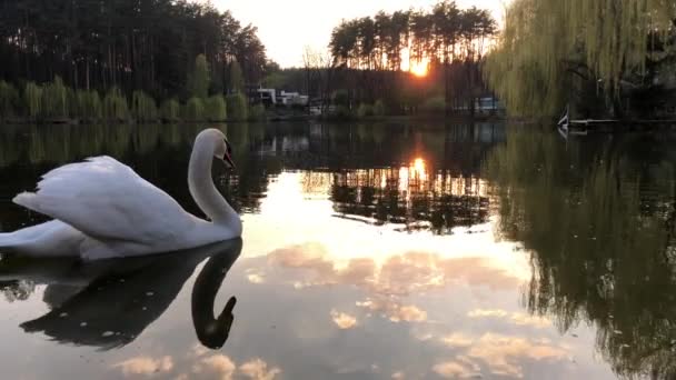White Swans Swim Lake Forest Sun Clouds Reflected Water — Stock Video