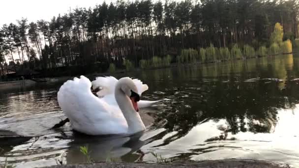 Білі Лебеді Плавають Озері Лісі Сонце Хмари Відбиваються Воді — стокове відео