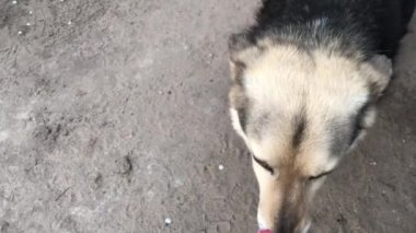 Mongrel sokakta. Yerde siyah beyaz boyama ile bir bahçe köpek oturur. Cur