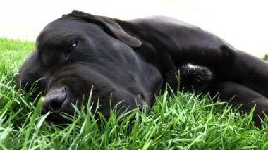 Siyah büyük köpek Korsa yeşil çimenler üzerinde yatıyor. Baston Corso - bir soy ağacı ile üreme köpek.