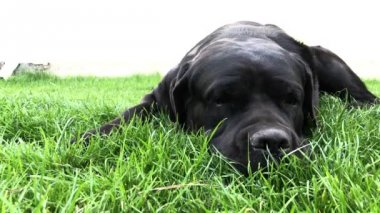 Siyah büyük köpek Korsa yeşil çimenler üzerinde yatıyor. Baston Corso - bir soy ağacı ile üreme köpek.