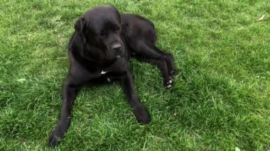 Siyah büyük köpek Korsa yeşil çimenler üzerinde yatıyor. Baston Corso - bir soy ağacı ile üreme köpek.