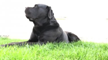 Siyah büyük köpek Korsa yeşil çimenler üzerinde yatıyor. Baston Corso - bir soy ağacı ile üreme köpek.