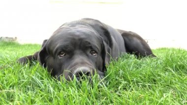 Siyah büyük köpek Korsa yeşil çimenler üzerinde yatıyor. Baston Corso - bir soy ağacı ile üreme köpek.