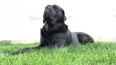 Siyah büyük köpek Korsa yeşil çimenler üzerinde yatıyor. Baston Corso - bir soy ağacı ile üreme köpek.