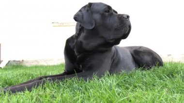 Siyah büyük köpek Korsa yeşil çimenler üzerinde yatıyor. Baston Corso - bir soy ağacı ile üreme köpek.