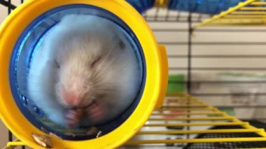 Kafesteki hamster. Yumuşak bir hamster, kahverengi-beyaz, bir borunun içinde oturur ve yemek çiğner..