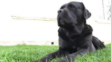 Siyah büyük köpek Korsa yeşil çimenler üzerinde yatıyor. Baston Corso - bir soy ağacı ile üreme köpek.