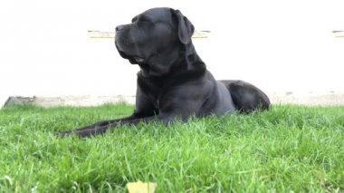 Siyah büyük köpek Korsa yeşil çimenler üzerinde yatıyor. Baston Corso - bir soy ağacı ile üreme köpek.