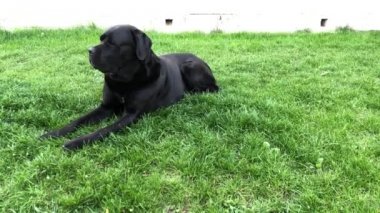 Siyah büyük köpek Korsa yeşil çimenler üzerinde yatıyor. Baston Corso - bir soy ağacı ile üreme köpek.