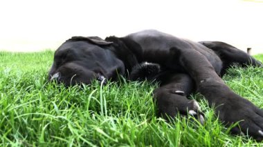 Siyah büyük köpek Korsa yeşil çimenler üzerinde yatıyor. Baston Corso - bir soy ağacı ile üreme köpek.