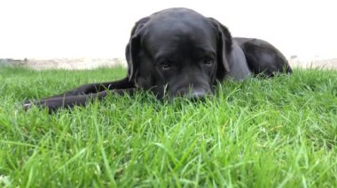 Siyah büyük köpek Korsa yeşil çimenler üzerinde yatıyor. Baston Corso - bir soy ağacı ile üreme köpek.