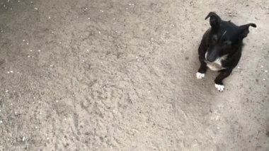 Mongrel sokakta. Yerde siyah beyaz boyama ile bir bahçe köpek oturur. Cur