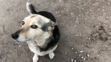 Mongrel sokakta. Yerde siyah beyaz boyama ile bir bahçe köpek oturur. Cur