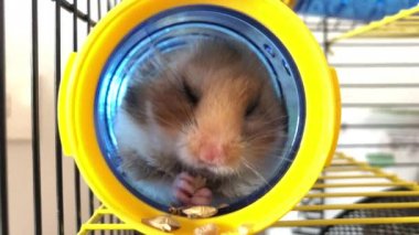 Kafesteki hamster. Yumuşak bir hamster, kahverengi-beyaz, bir borunun içinde oturur ve yemek çiğner..