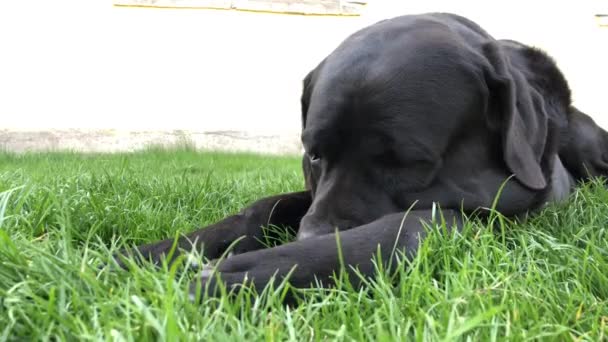 Siyah Büyük Köpek Korsa Yeşil Çimenler Üzerinde Yatıyor Baston Corso — Stok video