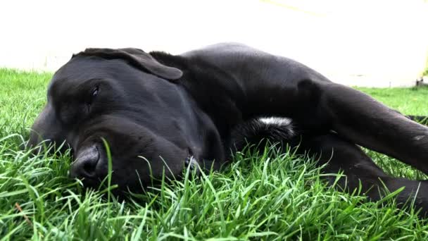 Černý velkej pes Korsa leží na zelené trávě. Cane Corso-chovný pes s rodokmen.