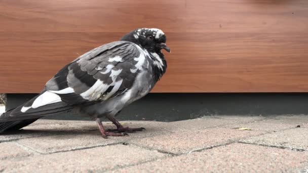 Stadttaube Ein Schwarz Weißer Vogel Sitzt Und Schaut Sich — Stockvideo