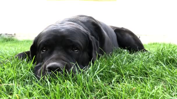Negro Gran Perro Korsa Encuentra Hierba Verde Cane Corso Perro — Vídeos de Stock