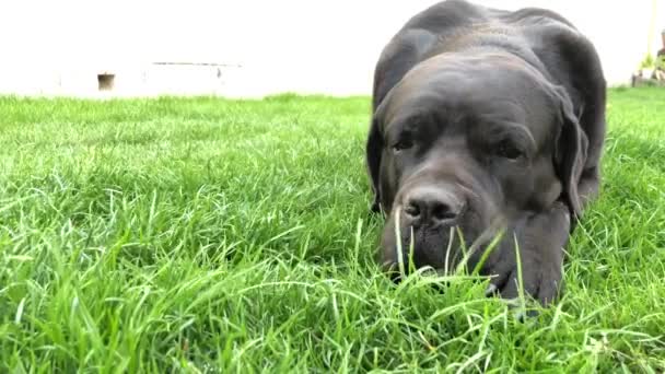 黒い大きな犬コルサは緑の草の上に横たわっています ケインコルソ 血統を持つ犬を繁殖 — ストック動画