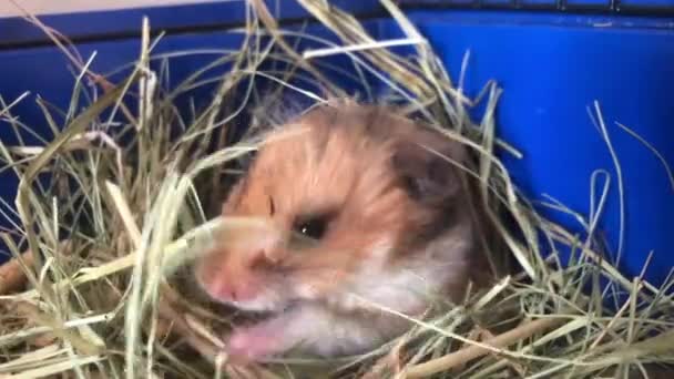 Hamster Bur Den Bruna Vita Fluffiga Hamster Sitter Bur — Stockvideo