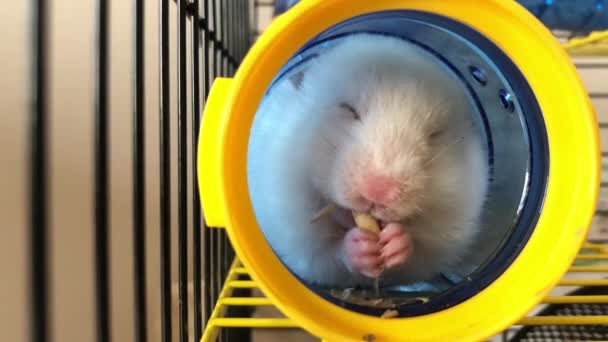 仓鼠在笼子里一只褐色和白色的毛茸茸的仓鼠坐在管子里咀嚼食物 — 图库视频影像